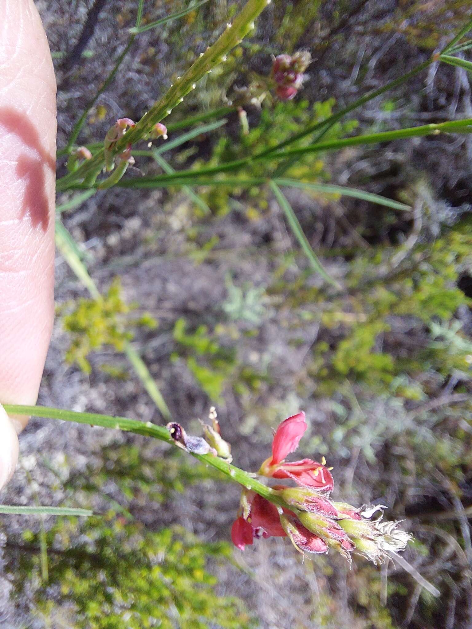 Plancia ëd Indigofera triquetra E. Mey.