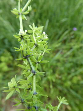 Melanotaenium endogenum (Unger) de Bary 1874 resmi