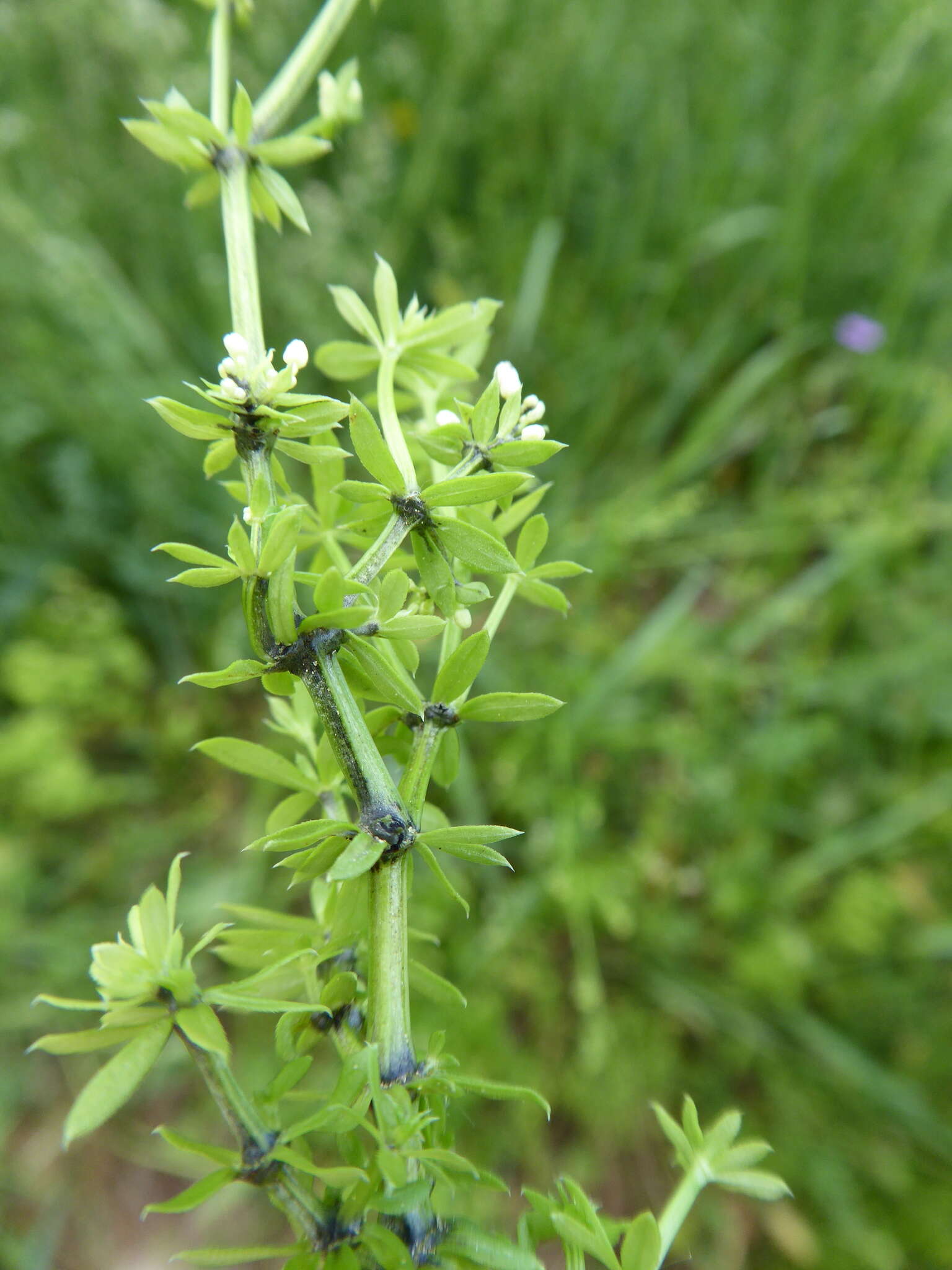 Image of Melanotaeniaceae