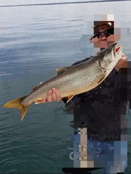 Image of lake trout