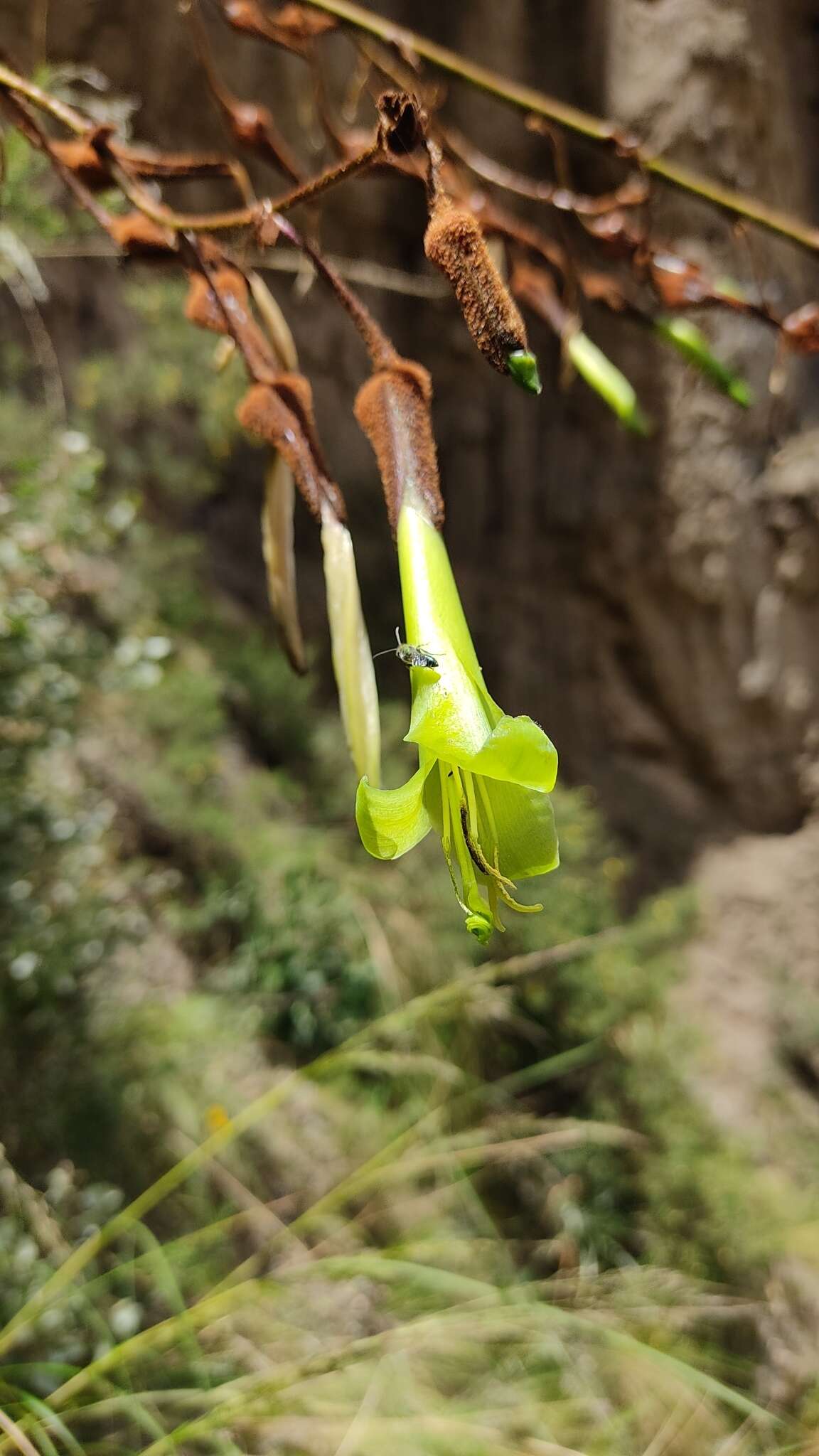 Imagem de Puya cochabambensis R. Vásquez & Ibisch