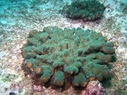 Image of Pocillopora aliciae Schmidt-Roach, Miller & Andreakis 2013