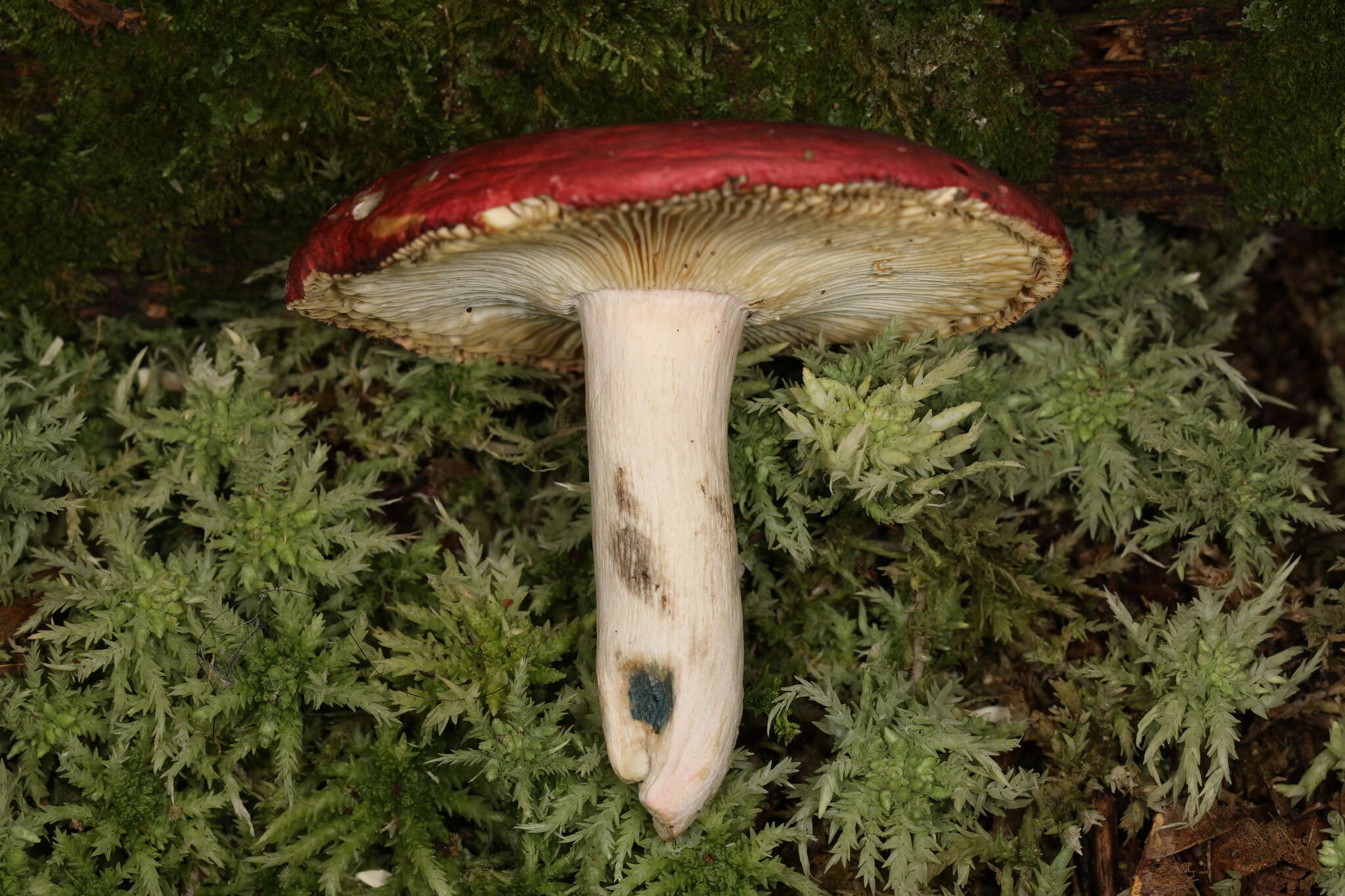 Image of Russula nigrescentipes Peck 1906