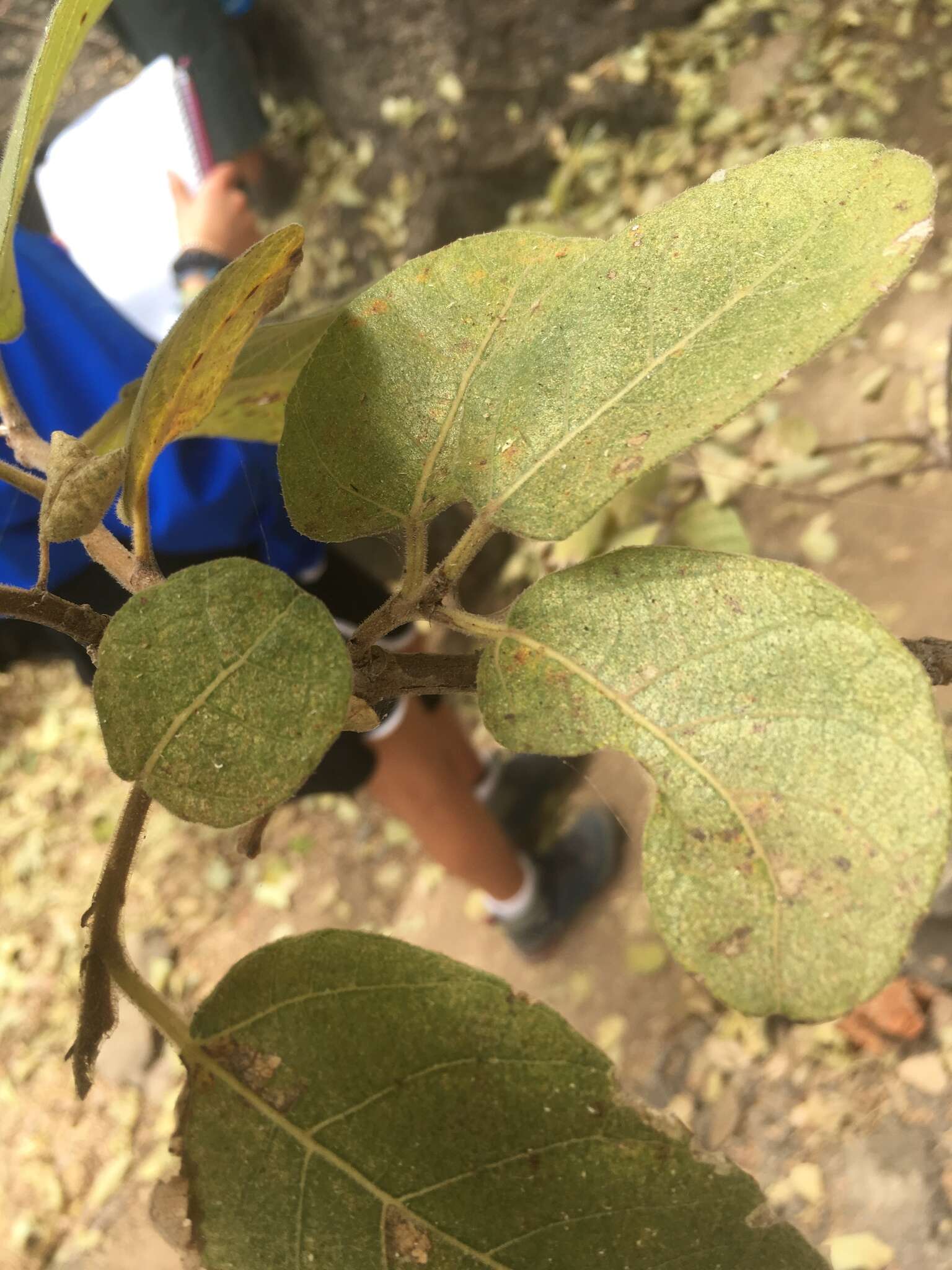 Image of Ficus opposita Miq.