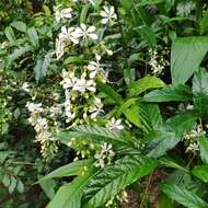 Sivun Clerodendrum laevifolium Blume kuva