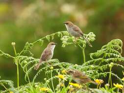 Image of Hunter's Cisticola