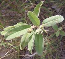 Image of Melhania acuminata Mast.