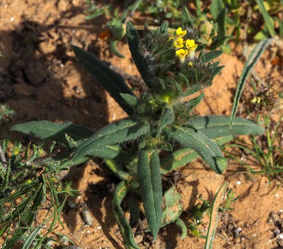 Arnebia decumbens (Vent.) Coss. & Kral.的圖片