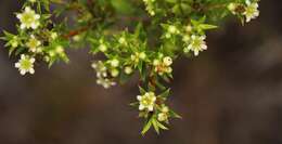 Image of Diosma aristata I. Williams