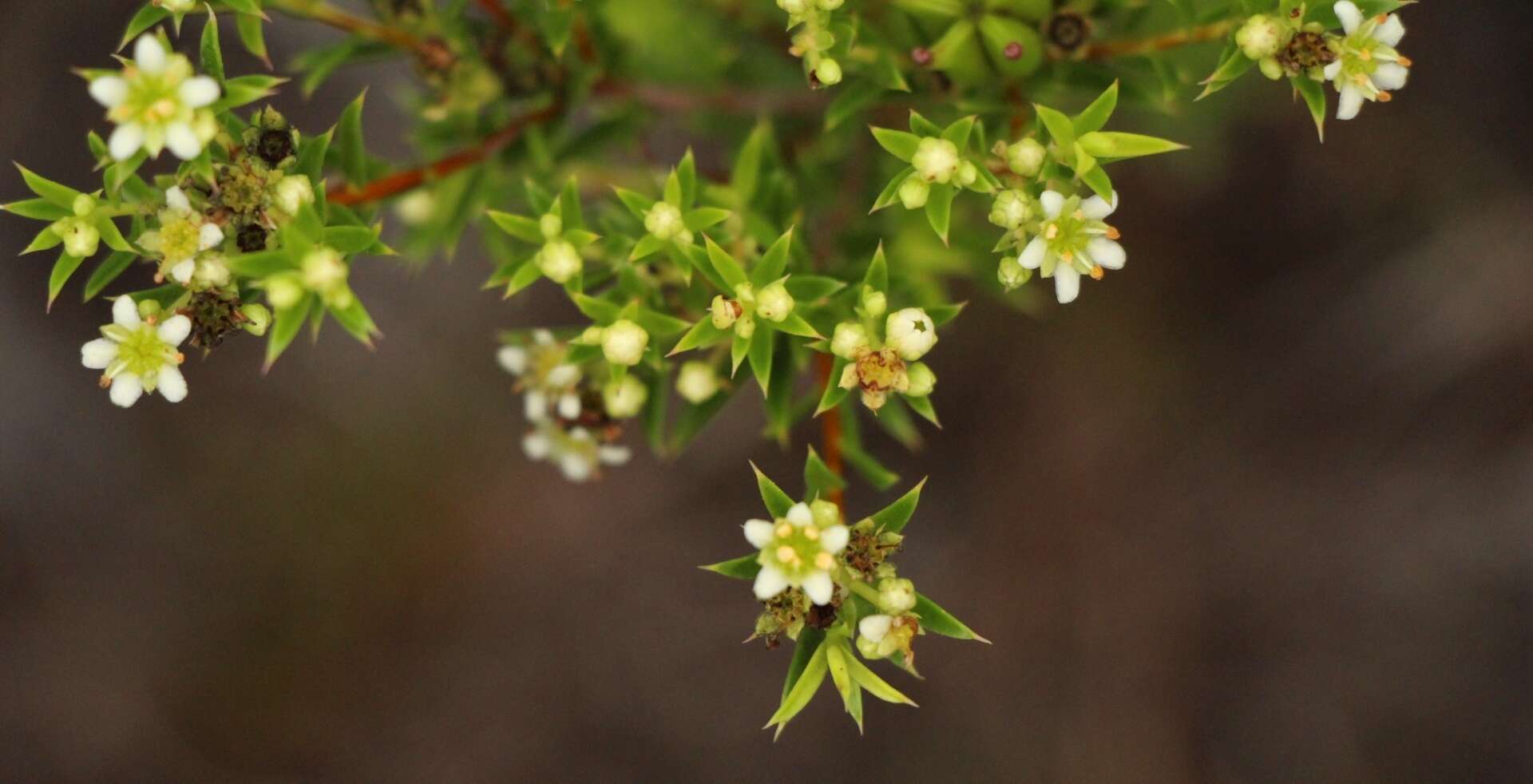 Image of Diosma aristata I. Williams