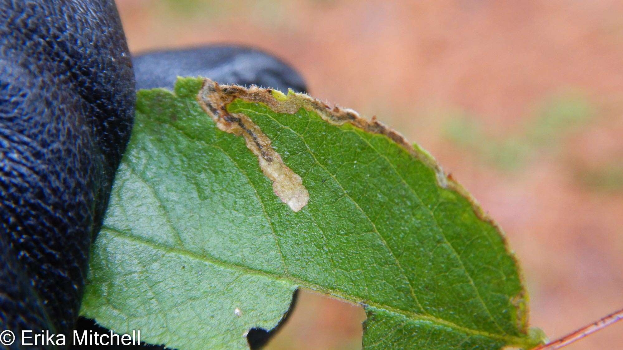 Image of Stigmella rosaefoliella (Clemens 1861) Wilkinson et al. 1979