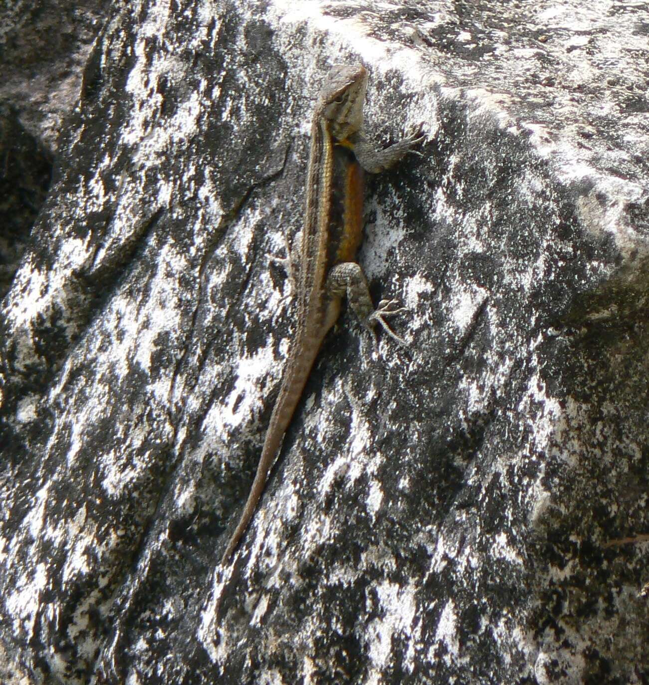 Image of Teapen Rosebelly Lizard