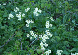 Image of narcissus anemone