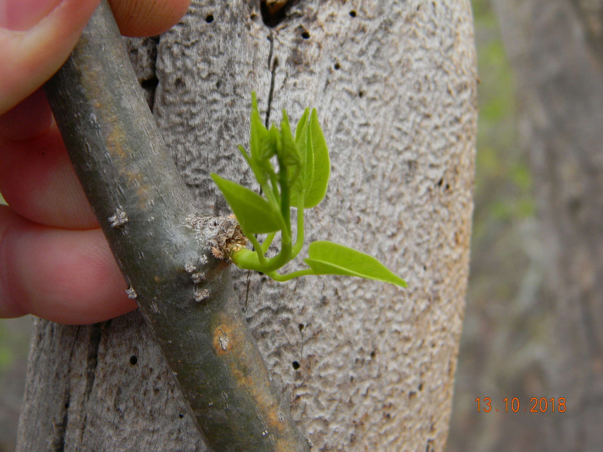 Image of Tinospora fragosa (Verdoorn) Verdoorn & Troupin