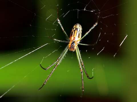 Image of Silver orb spider