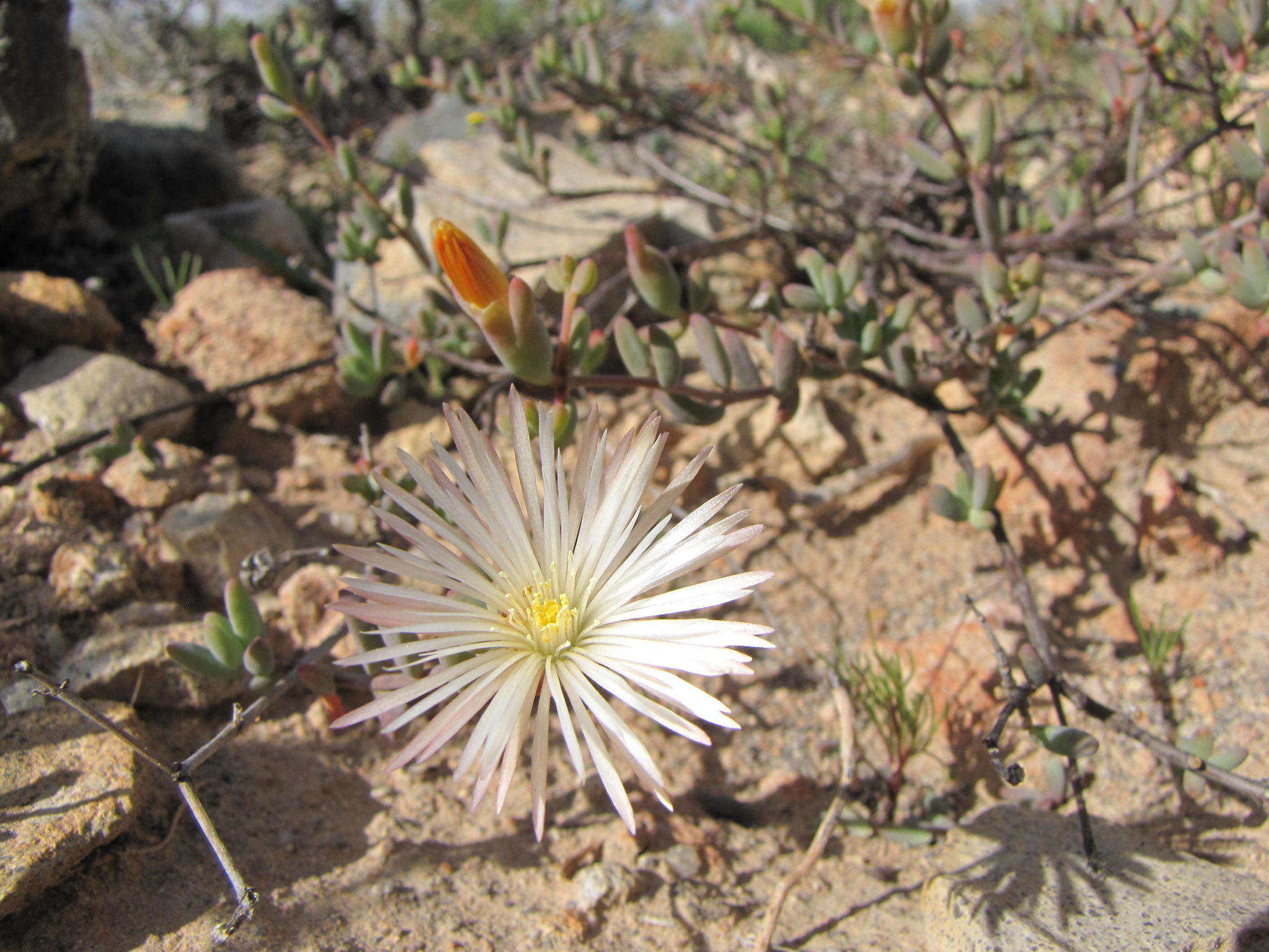 Image de Mesembryanthemum brevicarpum (L. Bol.) Klak