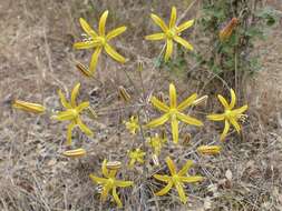 Image of common goldenstar