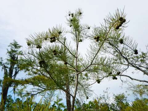 Image of Pond-Cypress