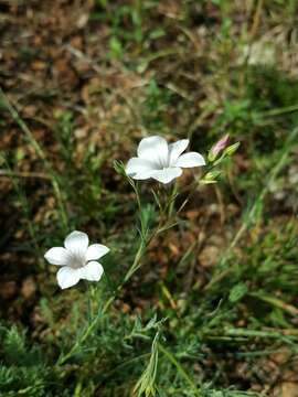 Image of Linum suffruticosum L.