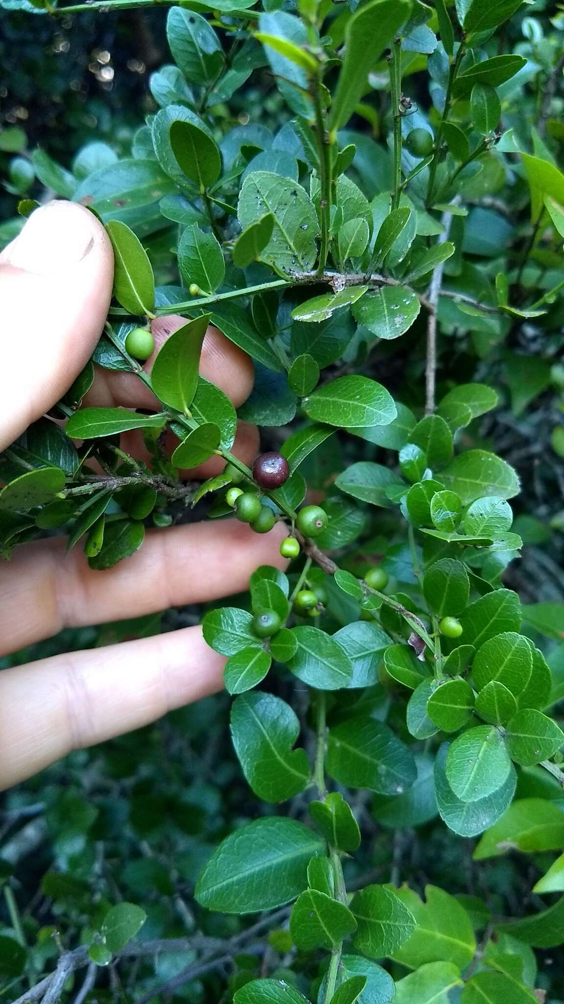 صورة Scutia buxifolia Reiss.