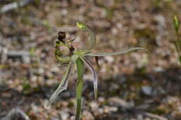 Caladenia mesocera Hopper & A. P. Br. resmi