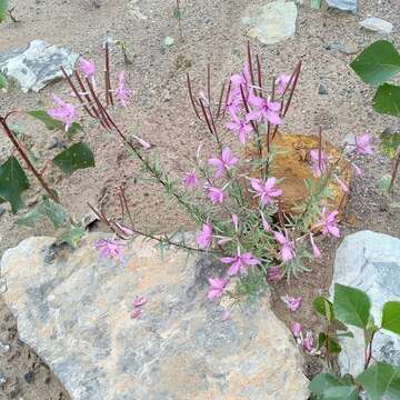 Image de Epilobium dodonaei Vill.