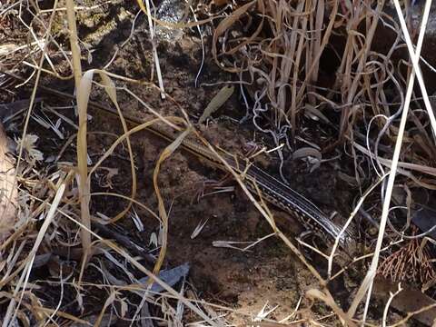 صورة Ctenotus orientalis Storr 1971