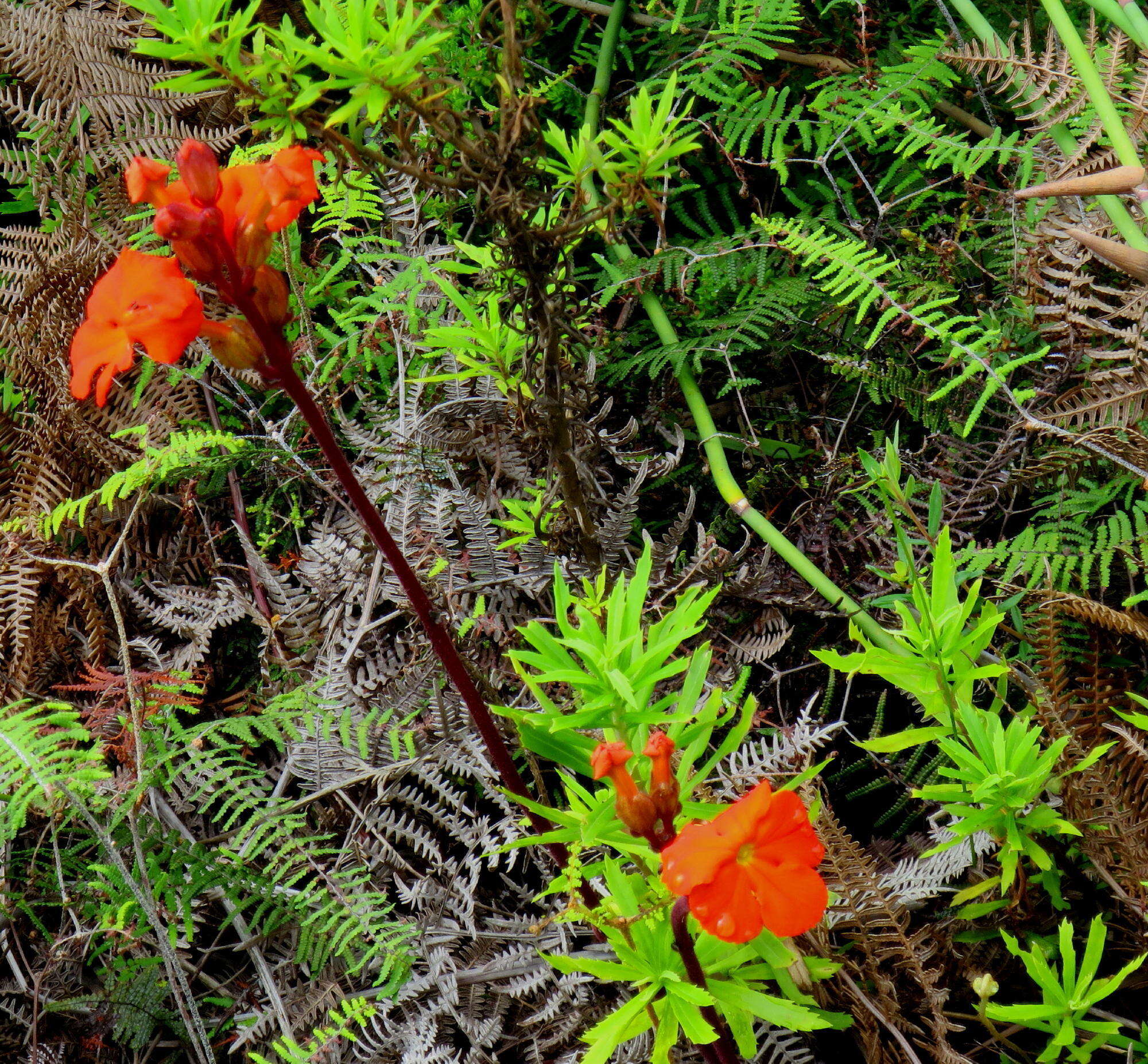 Image of Harveya stenosiphon Hiern