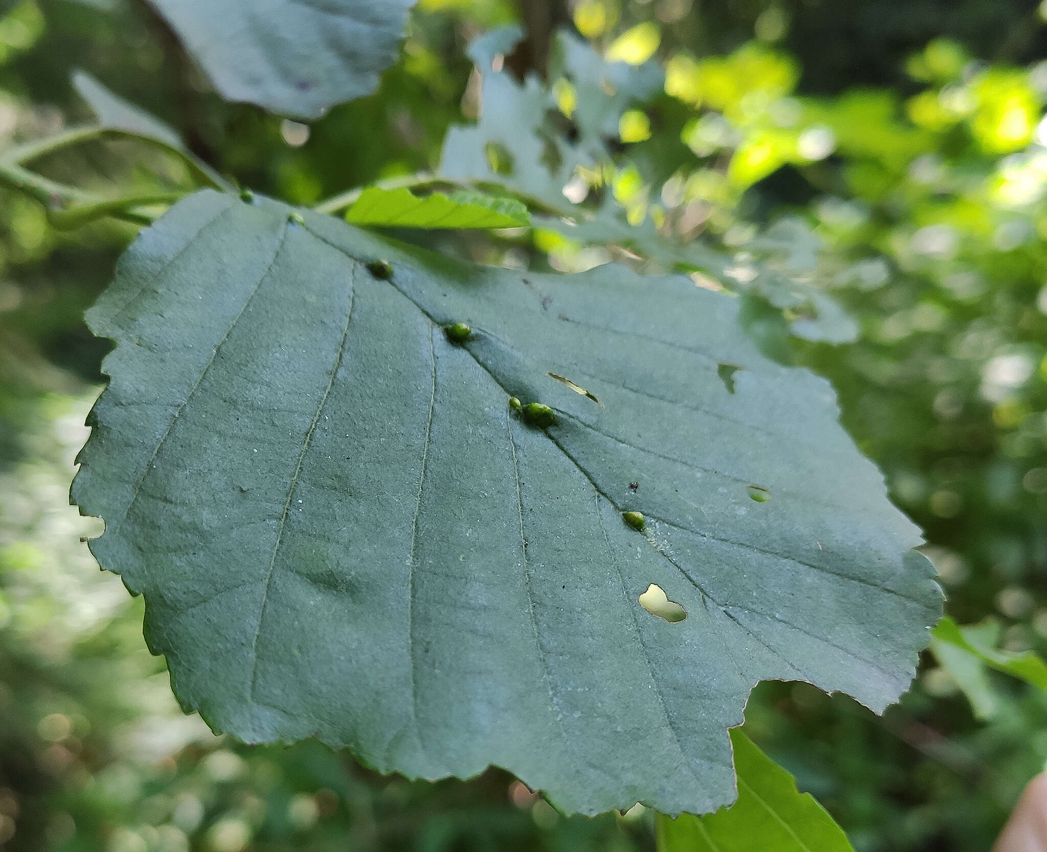 Image of Eriophyes inangulis