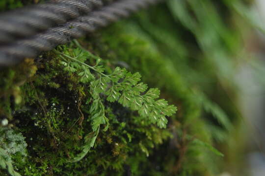 Слика од Asplenium laciniatum subsp. tenuicaule (Hayata) Fraser-Jenk.