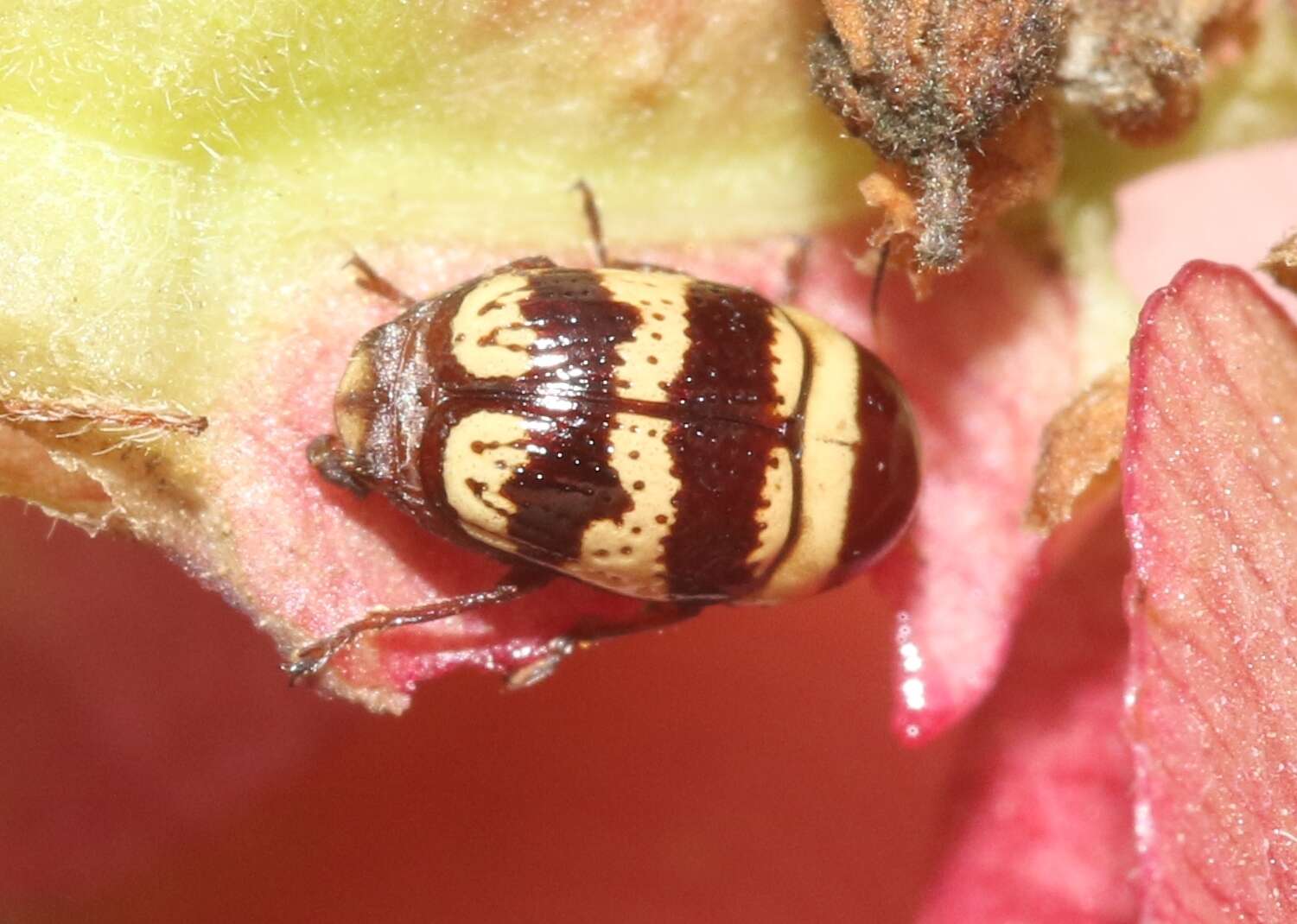 Cryptocephalus trizonatus Suffrian 1852 resmi