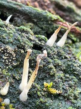 Plancia ëd Multiclavula corynoides (Peck) R. H. Petersen 1967