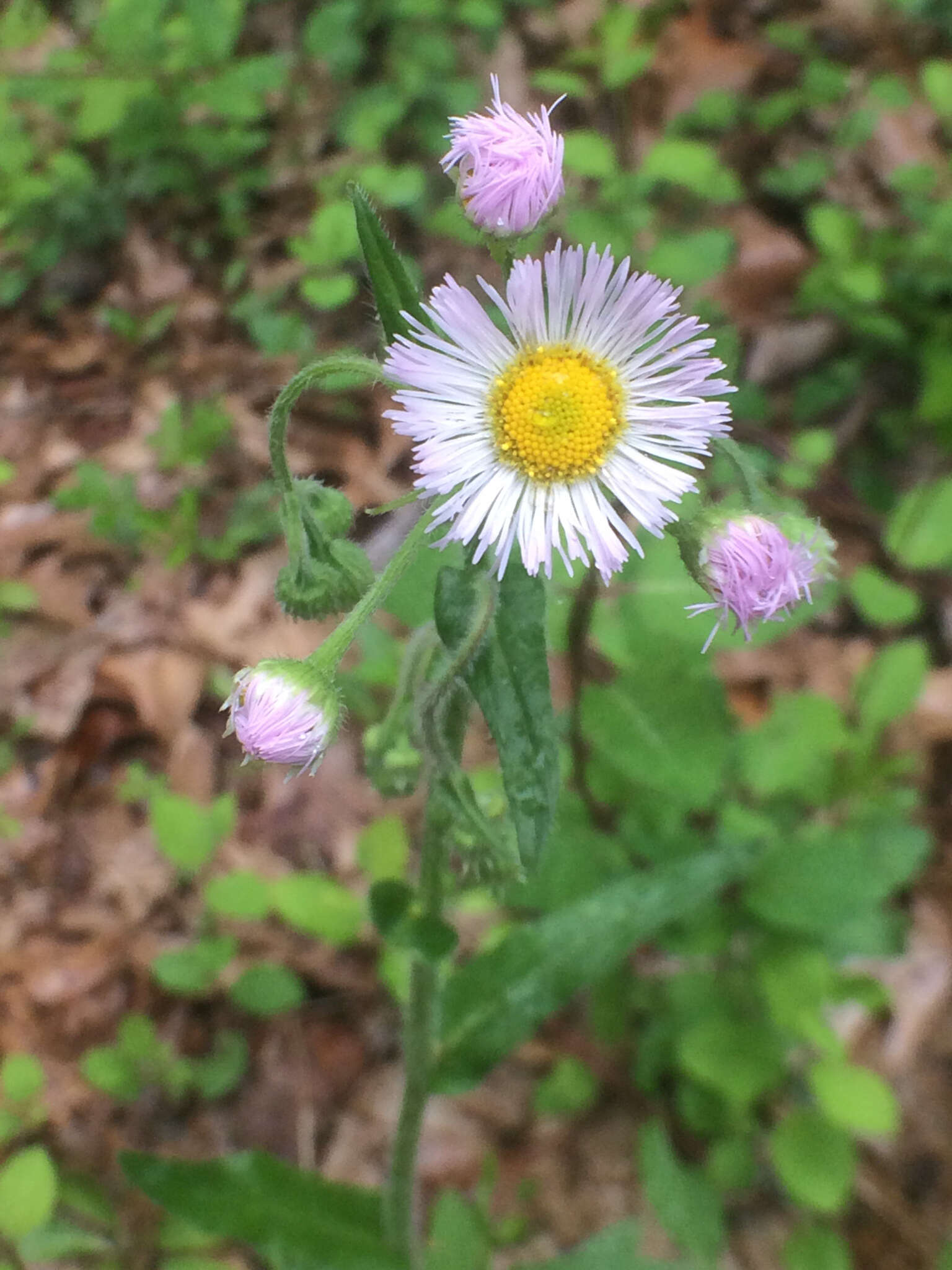 Image of Philadelphia fleabane