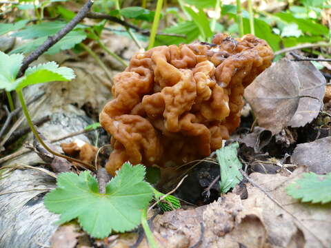 Plancia ëd Gyromitra gigas (Krombh.) Cooke 1878