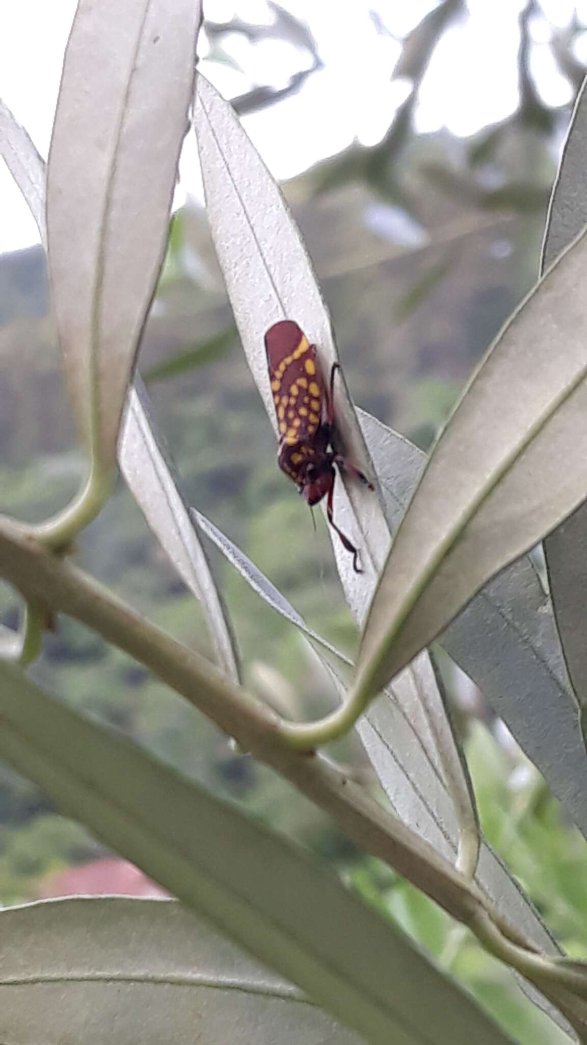 Image of Cicciana latreillei (Distant 1908)