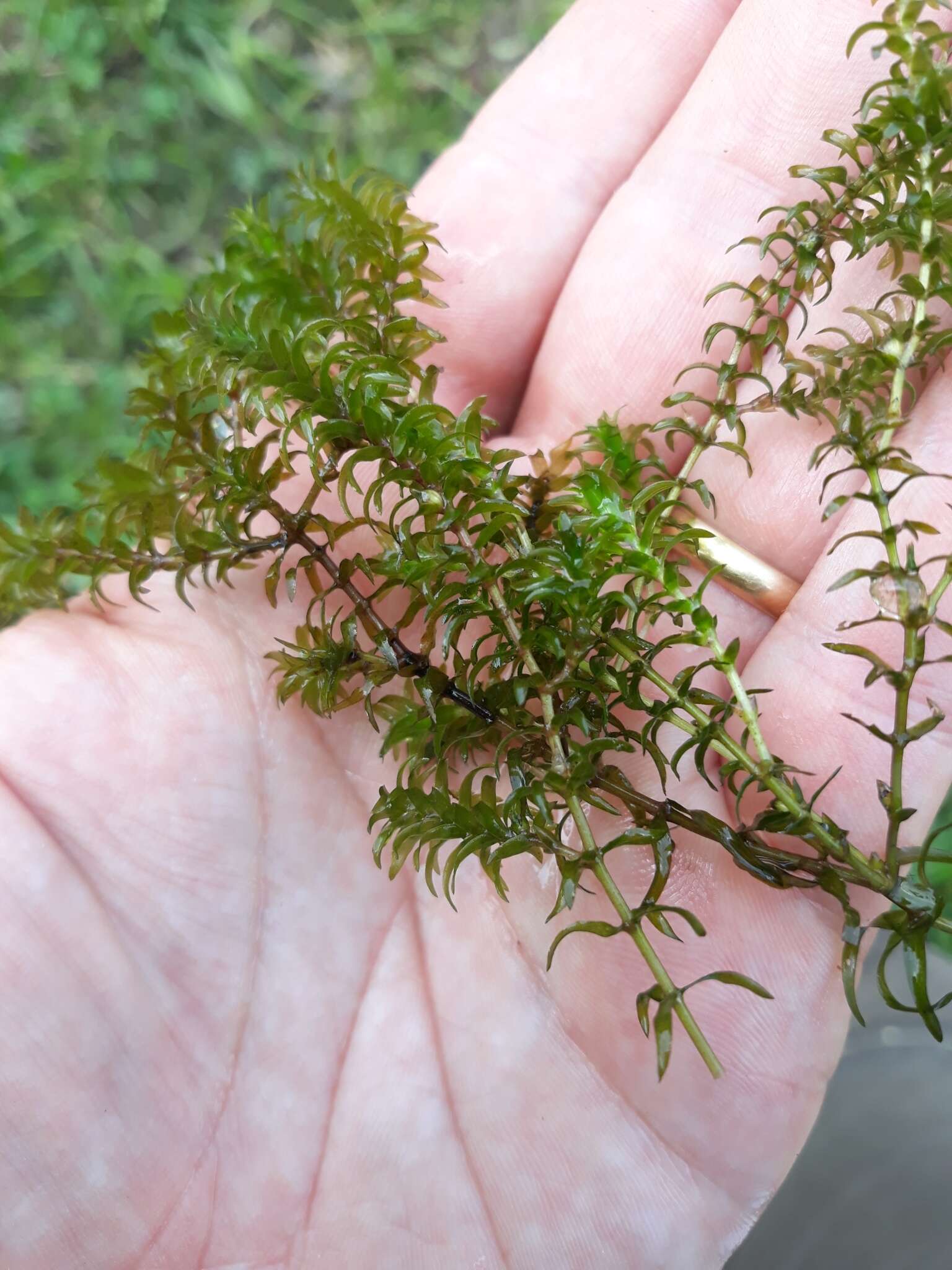 Image of western waterweed