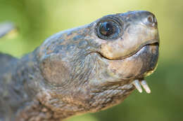 Image of White Throated Snapping Turtle