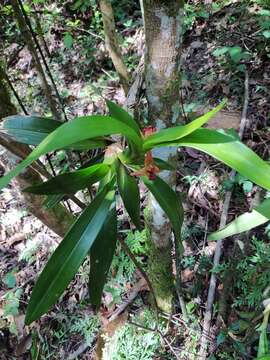 Image of Maxillaria elatior (Rchb. fil.) Rchb. fil.