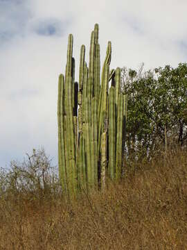 Sivun Echinocereeae kuva