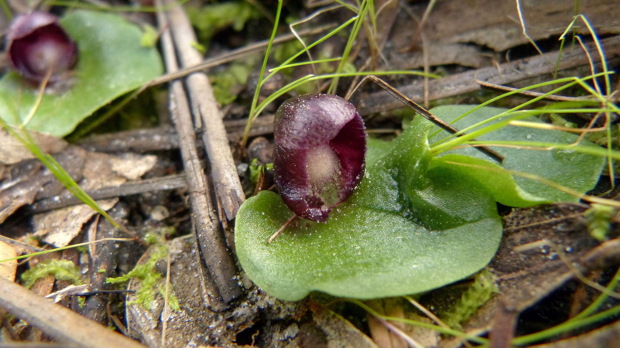 Image of Slaty helmet orchid