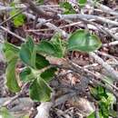 Image of Psychotria puffii Razafim. & B. Bremer