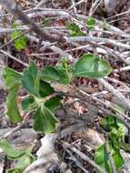 Image of Psychotria puffii Razafim. & B. Bremer