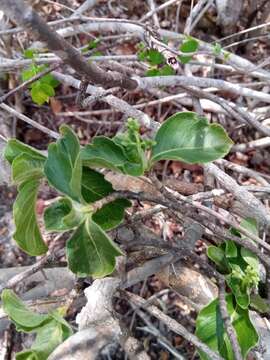 Imagem de Psychotria puffii Razafim. & B. Bremer