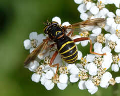 Image of Spilomyia diophthalma (Linnaeus 1758)