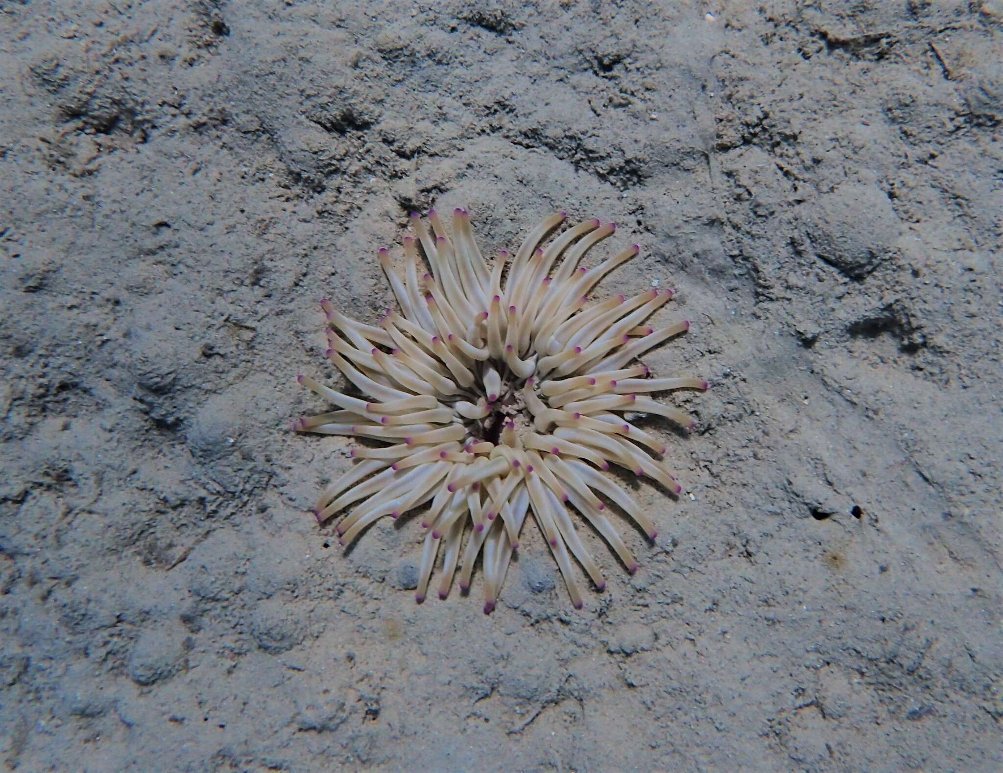 Image of Golden anemone