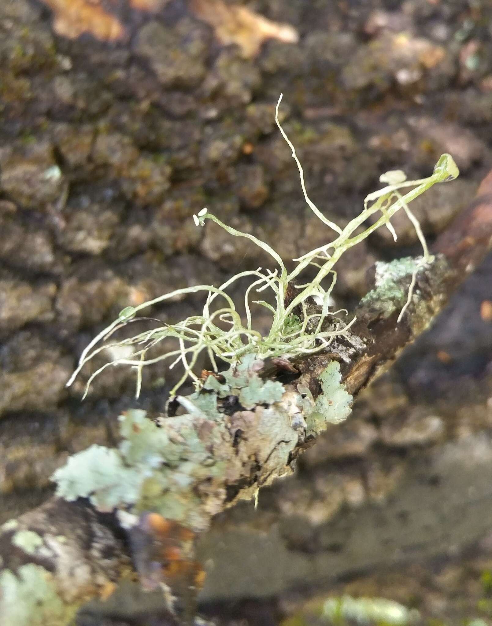 Imagem de Ramalina stenospora Müll. Arg.