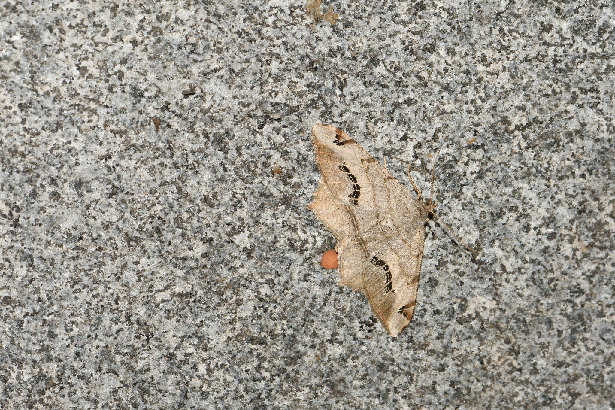 Image of Semiothisa cinerearia Bremer & Grey 1853