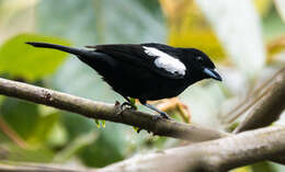 Image of White-shouldered Tanager