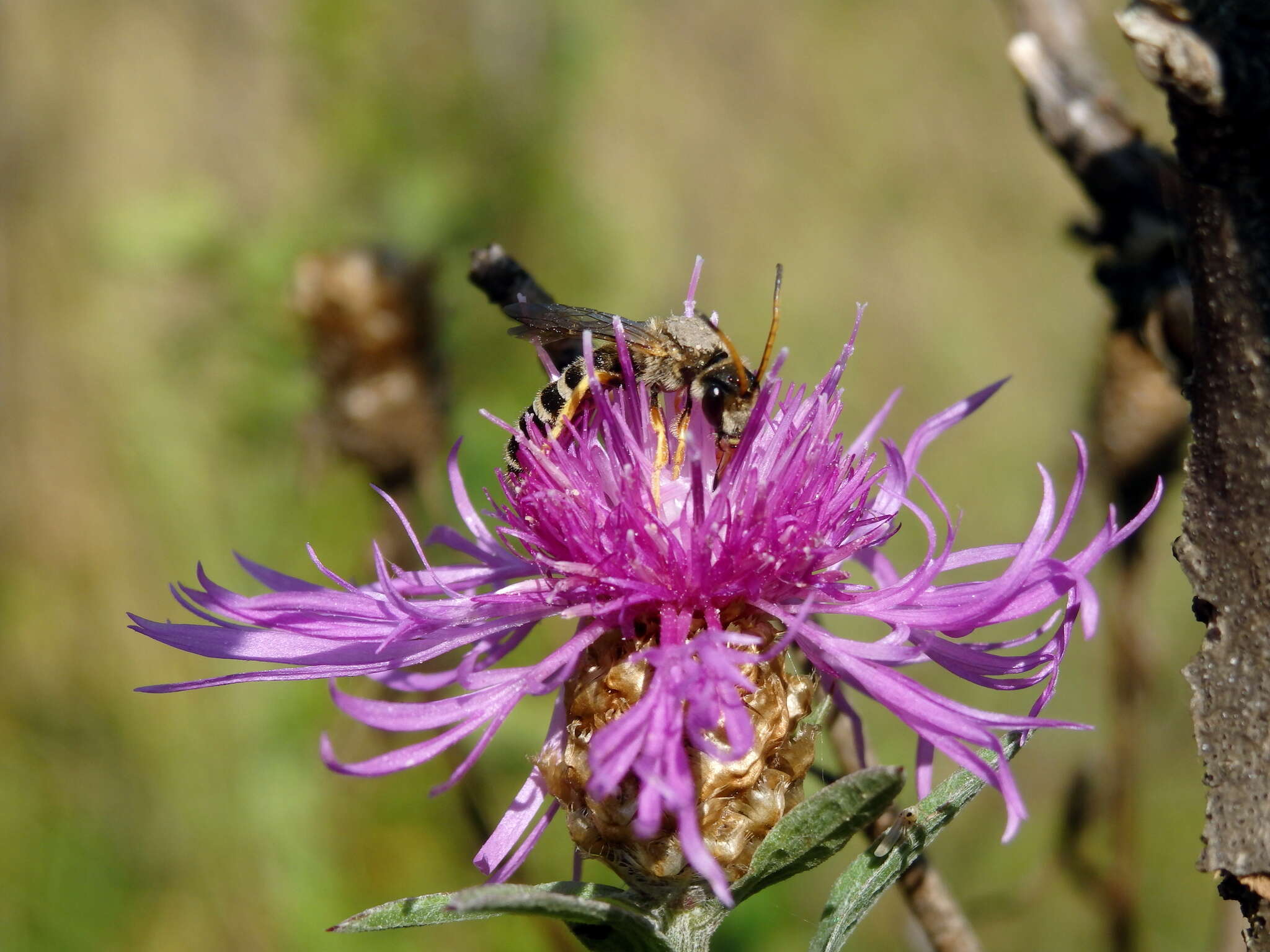 Halictus sexcinctus (Fabricius 1775)的圖片