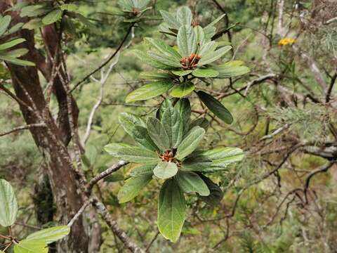 صورة Dombeya punctata Cav.